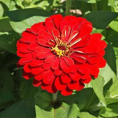 WILLVINE VVI-312 Zinnia Double ‘Red’ F1 Hybrid Flower Seeds Seed(25 per packet)