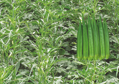 Seedsqlty hybrid okra seeds Seed(40 per packet)