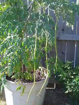 ibains Hybrid drumstick seeds Seed(84 per packet)