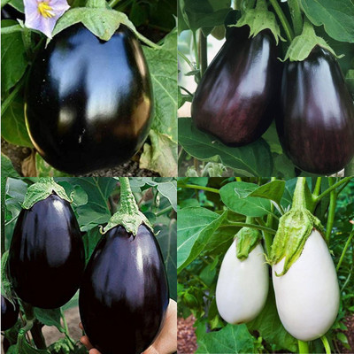 ibains Jungle brinjal seeds pack of 390 Seed(390 per packet)