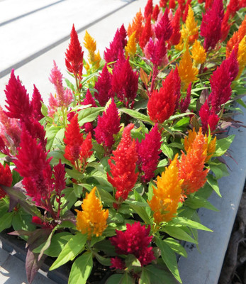 BSARKAR mix color variety celosia flowers seed Seed(50 per packet)
