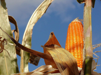 WILLVINE PUAS -XVI Giant Orange Corn-[100g] Seed(400 per packet)