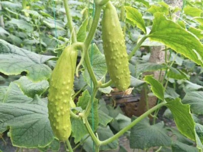 CYBEXIS F1 Organic White Cucumber Seeds2000 Seeds Seed(2000 per packet)