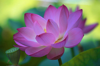 Chalissa lotus,kamal gatta Seed(11 per packet)