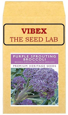 CYBEXIS Purple Sprouting Broccoli Hybrid Seeds2000 Seeds Seed(2000 per packet)