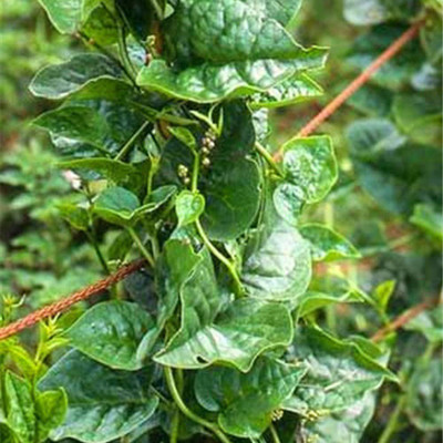 CYBEXIS Easy Grow Gynostemma Melon Spinach Seeds 1000 Seeds Seed(1000 per packet)