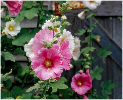 Lorvox Exotic holly hock Seed(20 per packet)