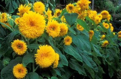 ARTA Sunflower Russian Giant Flower Seeds For Home Gardening Seed(51 per packet)