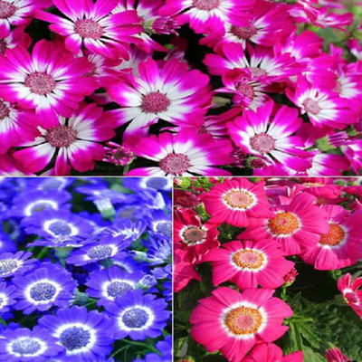 Epazo Cineraria Early Perfection Mixed Seed(60 per packet)