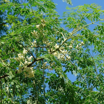 CYBEXIS VXI-53 - Organic Moringa |High Yield - (450 Seeds) Seed(450 per packet)