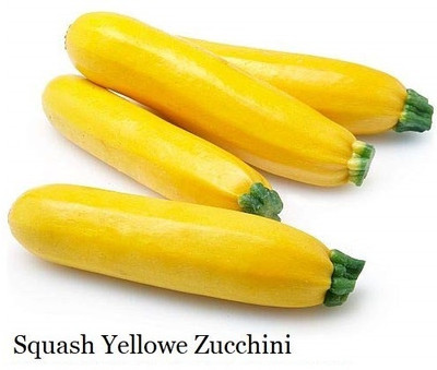 WILLVINE Squash Zucchini Round Yellow Tondo Exotic -[20 Seeds] Seed(20 per packet)