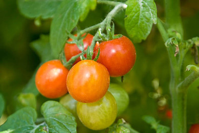 SRK Shree Radha Krishna tomato Seed(90 per packet)