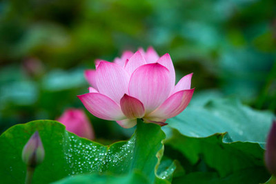 FEVESTA Lotus Seed(10 per packet)