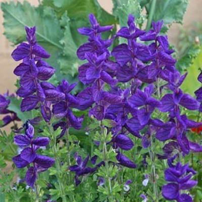 Epazo Salvia Mix Seed(15 per packet)