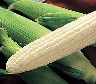 WILLVINE HUA -V Silver Queen Corn Seeds-[100g] Seed(400 per packet)