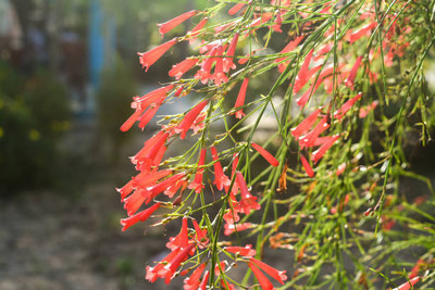 YI Saler kanakambaram-firecracker-crossandra Seed(37 per packet)