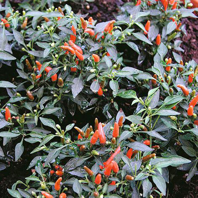 SREE Mixed CW44 CHILLI MIRCHI HYBRID SEED,chilli seeds Seed(250 per packet)