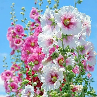 Lorvox Hollyhock Flower Seed(55 per packet)