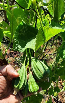 DEYS AGRO ™ ridge gourd seeds | Luffa seeds, f1 hybrid ridge gourd vegetable seeds Seed(19 per packet)
