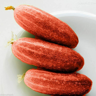 CYBEXIS Cucumber Seed(500 per packet)