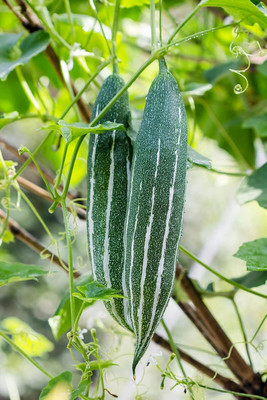Qualtivate ICRA-3A Hybrid Snake Gourd Short Seeds Seed(25 per packet)
