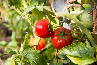OMOM tomato Seed(100 per packet)