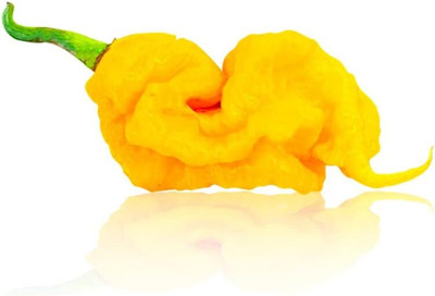 KNESSiN High Yield T-Rex Yellow Pepper Seeds For Gardening-(2400 Seeds) Seed(2400 per packet)