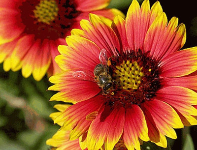 Avysa Indian Blanket Flower (Gaillardia) Seed(20 per packet)