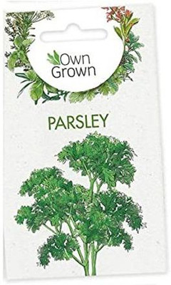 CYBEXIS Parsley Heirloom Herb Seeds700 Seeds Seed(700 per packet)