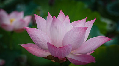 ADVAIT ABEER lotus,kamal gatta Seed(10 per packet)