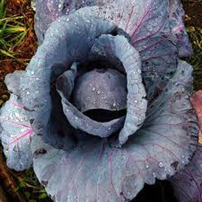 WILLVINE HAR -X Cabbage, Red Acre Seeds, Non-GMO [1g] Seed(300 per packet)