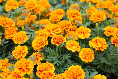 JDM Store marigold/gende ka phool flower seeds Seed(25 per packet)