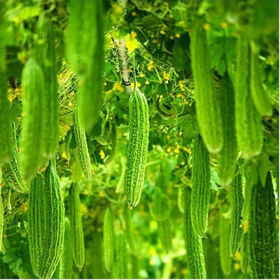 VibeX ® LXI-307 High Growth Bitter Gourd (Karela) Seeds Seed(50 per packet)