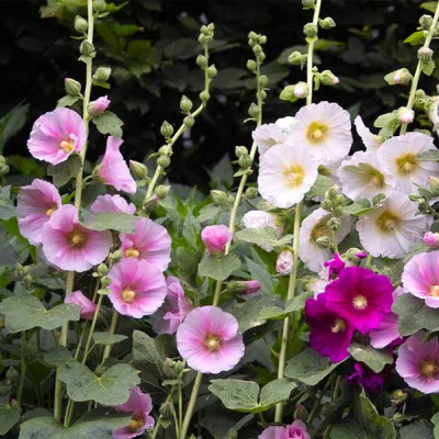 Lorvox Exotic holly hock Seed(60 per packet)