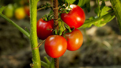 VERTISE tomato Seed(130 per packet)