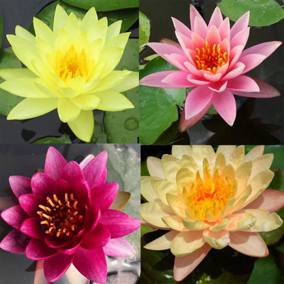 VibeX LX-30 - Viable Mixed Colors Aquatic Water Lily - (270 Seeds) Seed(270 per packet)