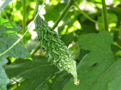 XOLDAA BITTER GOURD Seed(13 per packet)