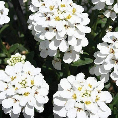 Lorvox Candytuft (Perennial) Snowflake Seed(118 per packet)