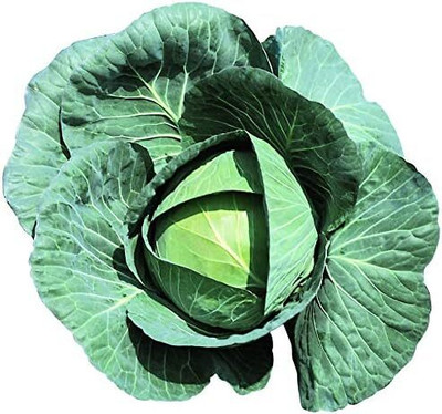 WILLVINE PAU -VII Cabbage Bravo F1 Seeds [25g] Seed(7500 per packet)