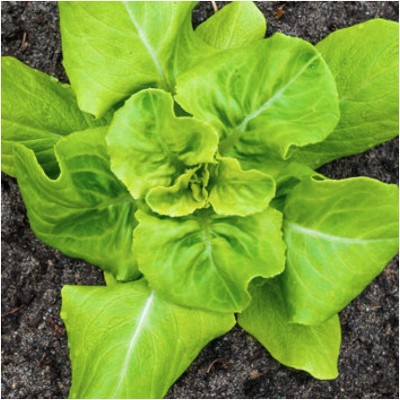 VibeX ® RXI-556 Buttercrunch Lettuce Seeds Seed(200 per packet)