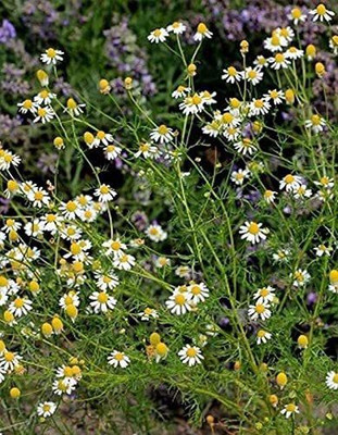 CYBEXIS PAU-79 - German Chamomile - (2250 Seeds) Seed(2250 per packet)