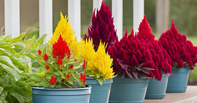 Lorvox COLORFUL Mixed CELOSIA Flower Seed(20 per packet)