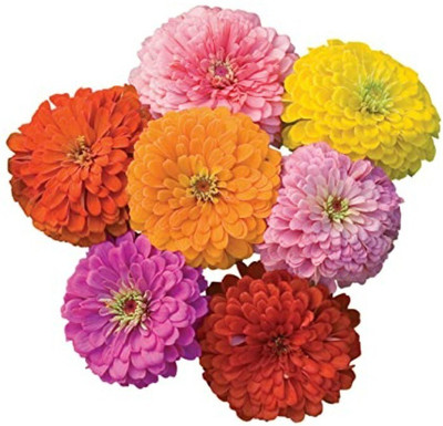 Quentova Zinnia Dhalia Mix-QLTY-8S Seed(100 per packet)
