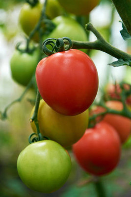 Avysa tomato Seed(125 per packet)
