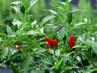 BDSresolve red chilli seeds hybrid Seed(77 per packet)