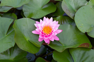 Mirch lotus,kamal gatta Seed(11 per packet)