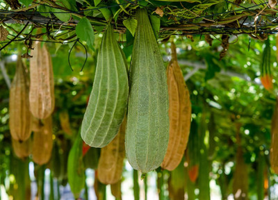 Biosnyg F1 Hybrid Smooth Luffa Sponge Gourd Vegetable Seeds (100 Seeds) Seed(100 per packet)