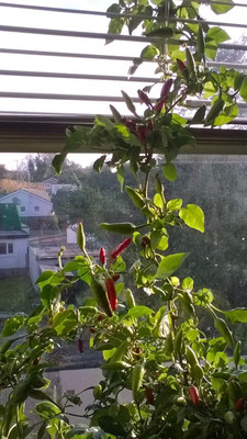 Biosnyg Organic Thai Dragon Hot Chilli Seeds for Terrace Gardening-(2000 Seeds) Seed(2000 per packet)