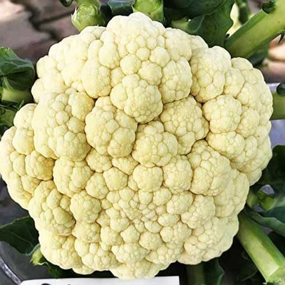 Aywal Cauliflower F1 Hybrid White Variety Seed(40 g)