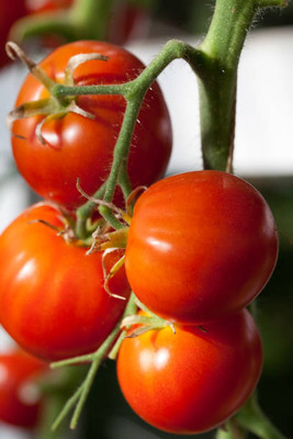 Profchef tomato Seed(120 per packet)